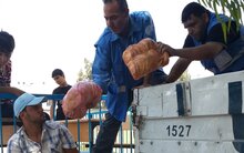 国連WFP、ガザのすべての避難家族へ緊急支援食糧を配布