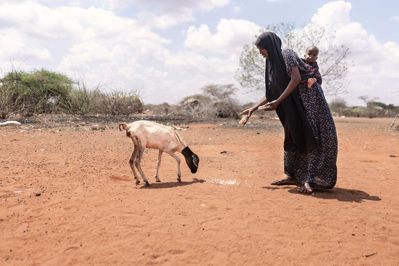 WFP/Arete/ Fredrik Lerneryd. Woman, feeds her goat outside her house, amidst the the lack of grazing lands in Wajir, northeastern Kenya