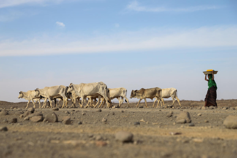 Photo: WFP/Michael Tewelde、エチオピアのソマリア地方ビヨローケベレ、アダドル地区で、干ばつの影響を受けた家畜が川辺に向かって歩いています。