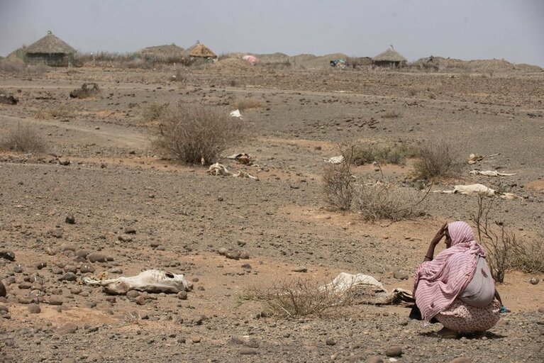 エチオピア：未曾有の干ばつで飢餓が深刻化する現地での国連WFPの取り組み