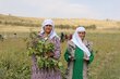 Dasturgul (left) harvesting the first products from her rented plot after receiving training from WFP. 