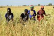 Women in South Sudan's northern Halbul village harvest rice, which is fast replacing sorghum in the region. Photo: WFP/Musa Mahadi 