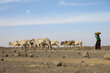 Photo: WFP/Michael Tewelde、エチオピアのソマリア地方ビヨローケベレ、アダドル地区で、干ばつの影響を受けた家畜が川辺に向かって歩いています。