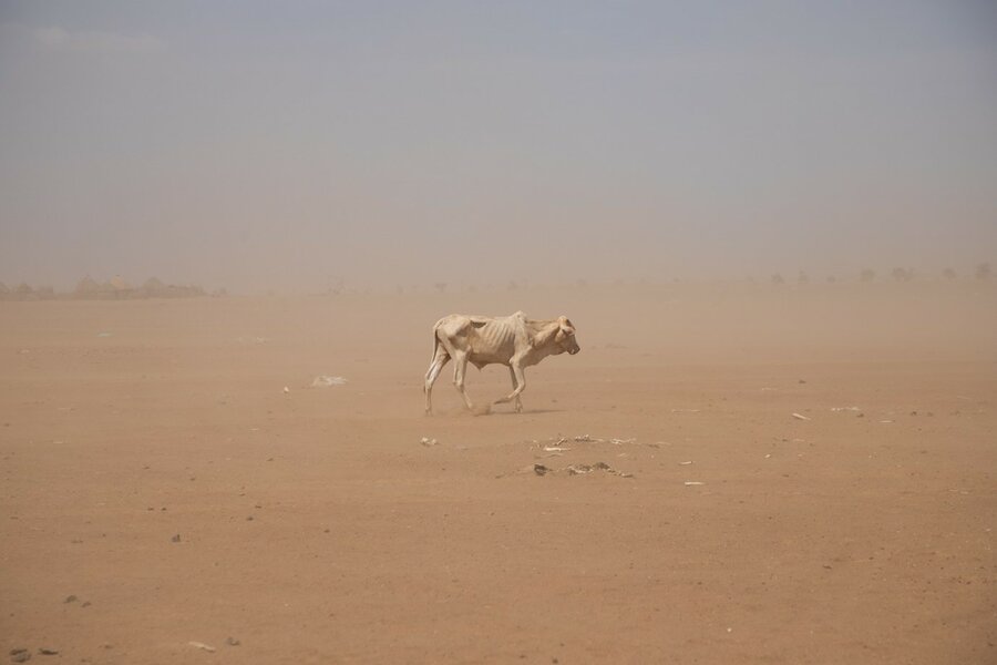 やせ衰えた牛の周囲には動物の死骸が散在するーエチオピアのソマリ州