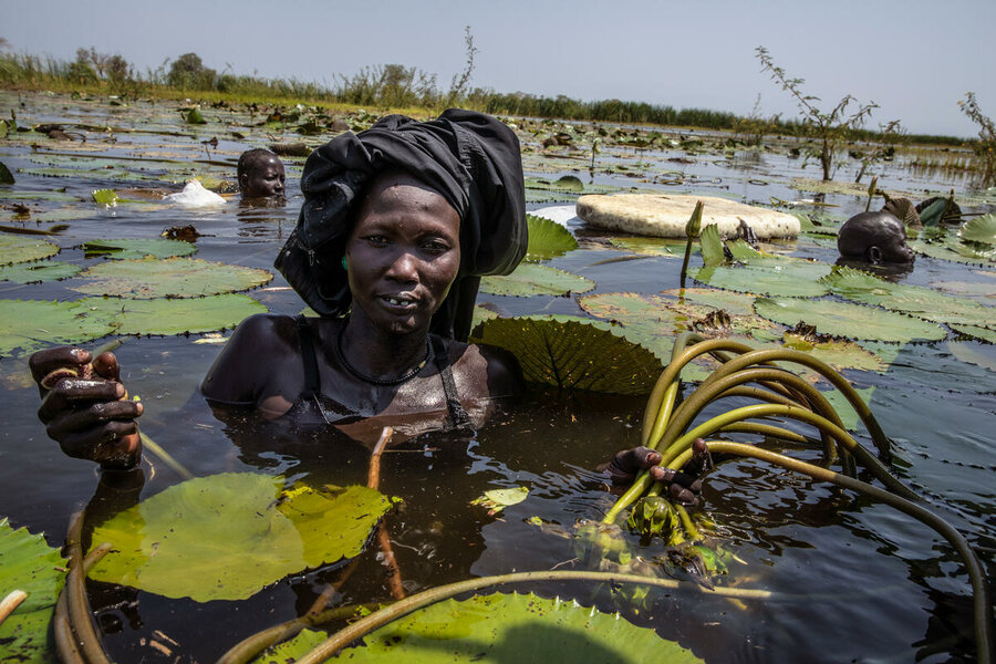 洪水の多い南スーダンのユニティ州にて、ハスを収穫する人びと