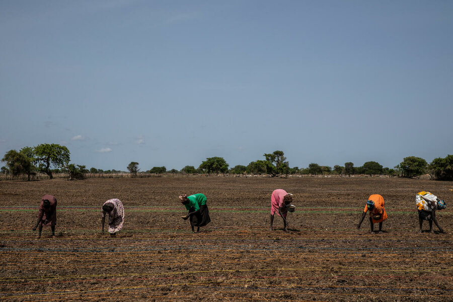 洪水が激化している南スーダンで、稲の種をまく女性たち。稲の栽培には多くの水が必要です。