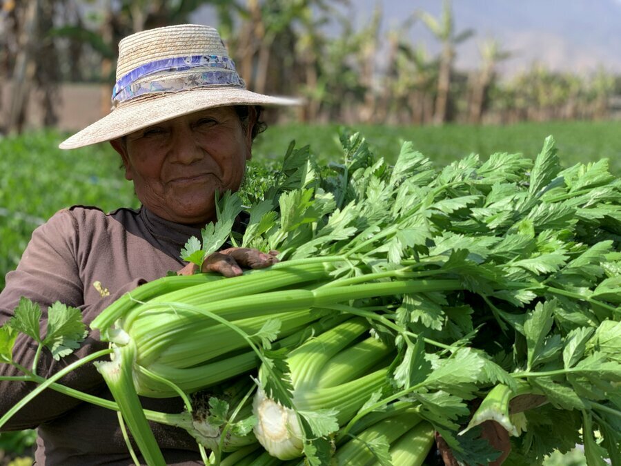 国連WFPが支援するオヤス・コムネスに届けられるセロリを収穫する地元農家。Photo: WFP/Suzanne FentonA local farmer harvests celery that may end up at a WFP-supported olla commune. Photo: WFP/Suzanne Fenton