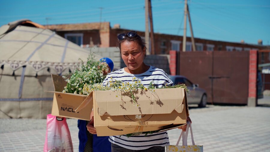 Batygul carries her herbal harvest for processing at Dordoi-Dary's workshop. Photo: WFP