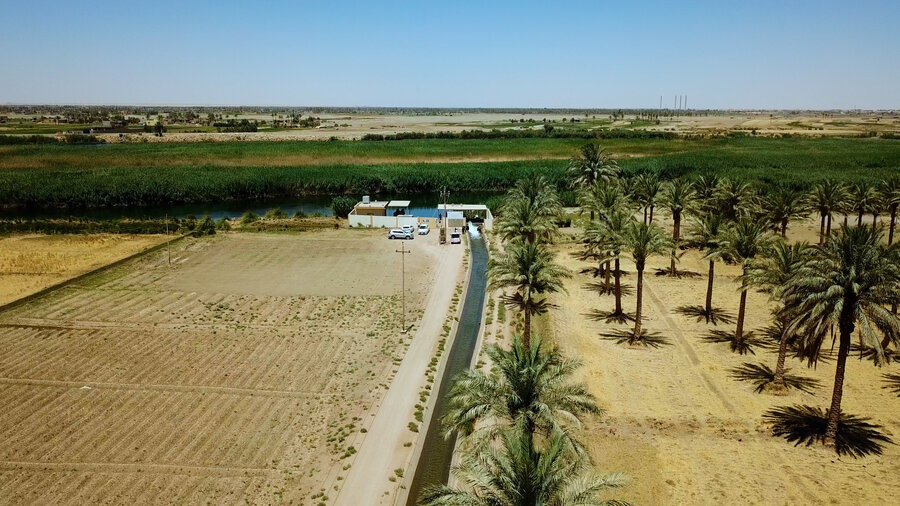 イラクのバスラ地域では気温上昇と干ばつにより生産量が5割も減少しました。In Iraq's Basra region, soaring temperatures and droughts have slashed yields by as much as 50 percent. Photo: WFP/photolibrary