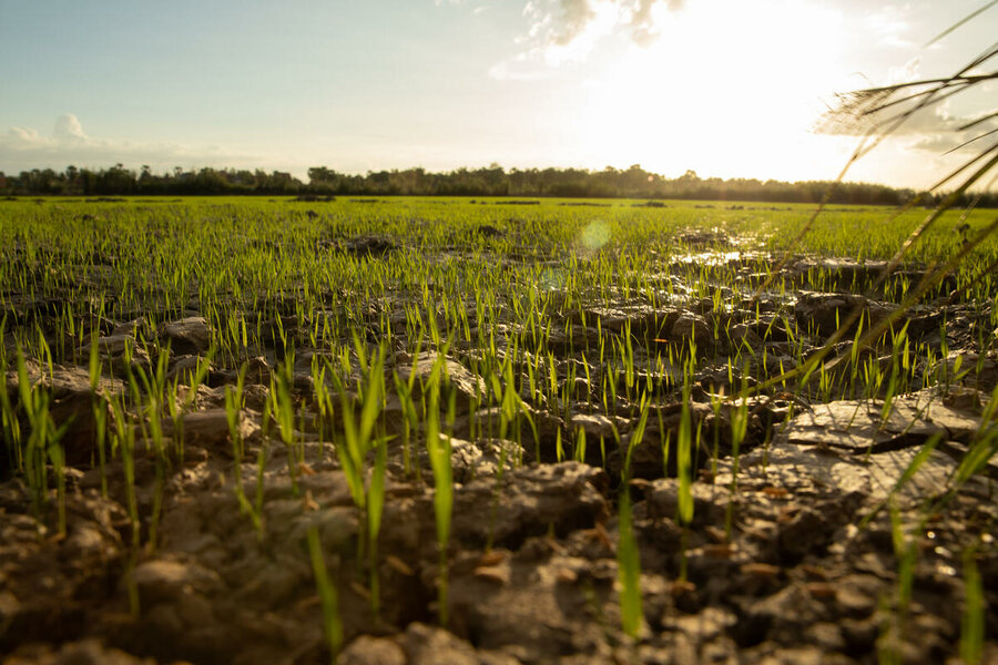 田植えから9日後の稲の様子 - 運河のおかげでドゥア・ソックさんの収穫量は大幅に増え、一家の将来も見通せるようになりました。