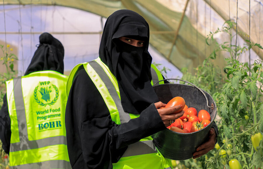 イエメン、ハドラマウト州ムカラ市の国連WFP水耕栽培プロジェクトでトマトを栽培する女性。