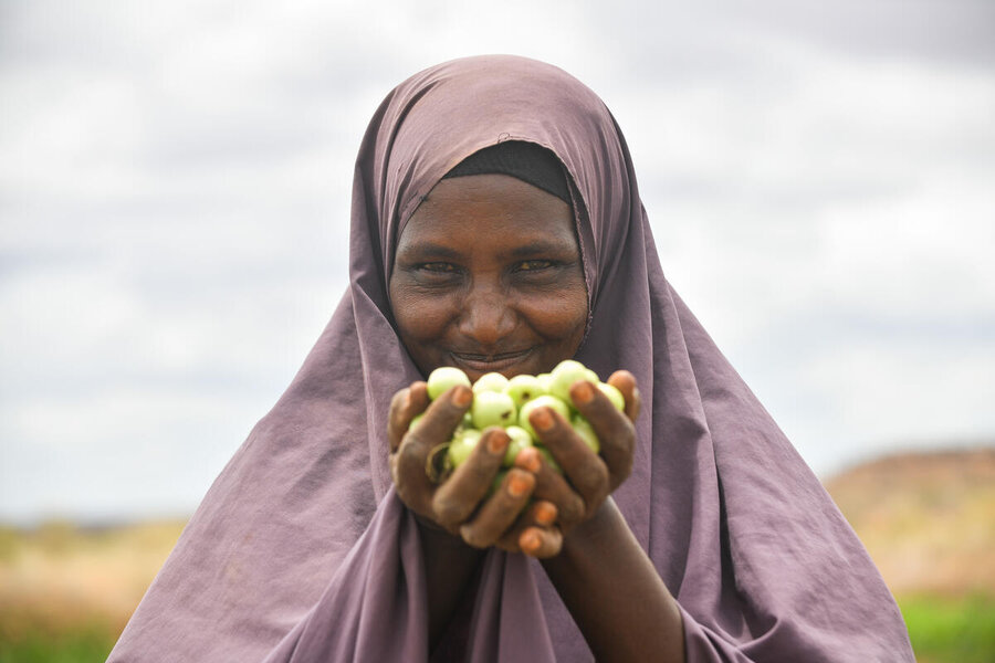エチオピア・ソマリ州のコベ灌漑で収穫されたトマト。Photo: WFP/Michael Twelde.