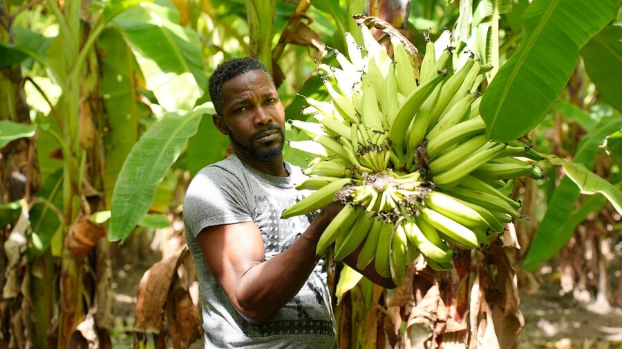 たわわに実った調理用バナナの収穫をするイラー・カンブロンヌさん。彼が作る農産物は、ハイチにおける国連WFPの学校給食の一環として、学校に配給されています。  Photo: WFP/Pedro Rodrigues