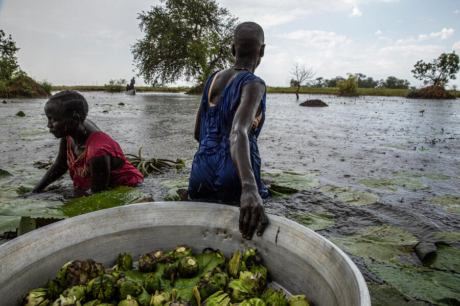 近年の記録的な洪水により、南スーダンのユニティ州では、女性がユリの球根を栽培することを余儀なくされています。食料不足時には家族の非常食として利用されます。 Photo: WFP/Gabriela VivacquaRecord floods in recent years have forced women to harvest water lily bulbs in South Sudan's Unity State - which their families eat when food is scarce.  Photo: WFP/Gabriela Vivacqua
