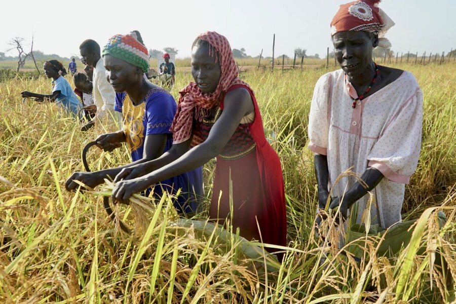 南スーダンの洪水被災地で、急速に人気が高まっている米を収穫するハルブル村の女性たち。 Photo: WFP/Musa Mahadi
