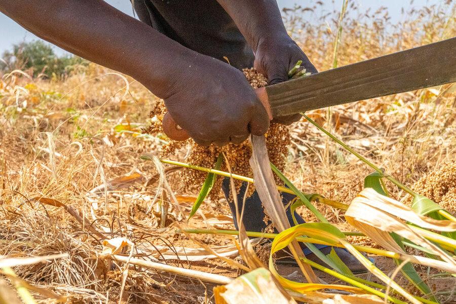 暴力と気候変動に翻弄されてきたブルキナファソ、レカ村でのキビの収穫。 Photo: WFP/Cheick Omar Bandaogo