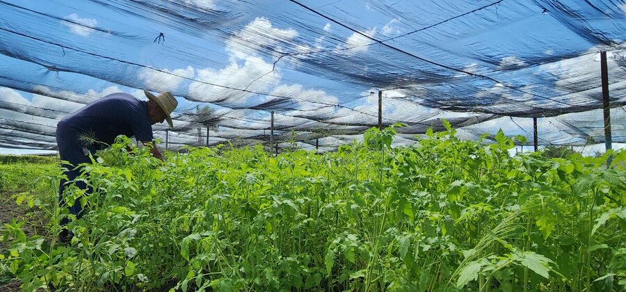 遮光メッシュは、農作物への強い日射と暑さを軽減するのに役立ちます。 Photo: WFP/Yursys Miranda Rodríguez