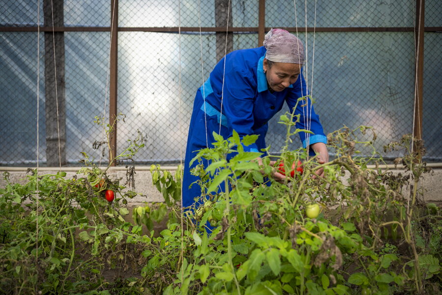 この学校での自家栽培の成功は、タジキスタンの他の学校の模範となっています。 Photo: WFP/Giulio d’Adamo