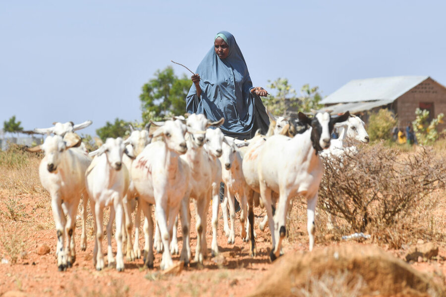 エチオピア東部のボコルマヨ難民キャンプでは、サディヤさんが女性主導の協同組合を率い、家畜ビジネスで成功を収めています。 Photo: WFP/Michael Tewelden eastern Ethiopia's Bokolmayo refugee camp, Sadiya heads her women-dominated cooperative union, which has allowed her to build a thriving livestock business. Photo: WFP/Michael Tewelde