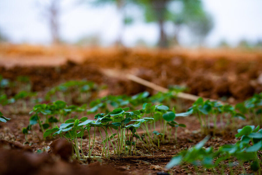 ブルキナファソにおける国連WFPの別の自立支援プロジェクトで芽生えた苗。 Photo: WFP/Desire Joseph OuedraogoSeedlings sprouting in another WFP-resilience-building project in Burkina Faso. Photo: WFP/Desire Joseph Ouedraogo