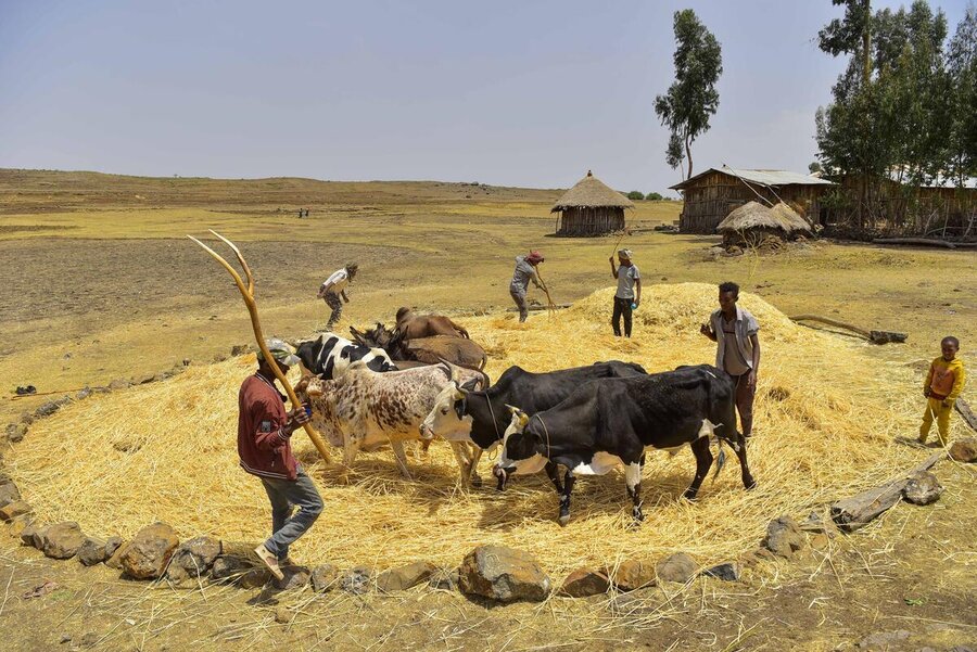 Tens of thousands of farmers in the Amhara region received insurance payouts for harvests destroyed by a fungal disease. Photo: WFP/Michael Tewelde