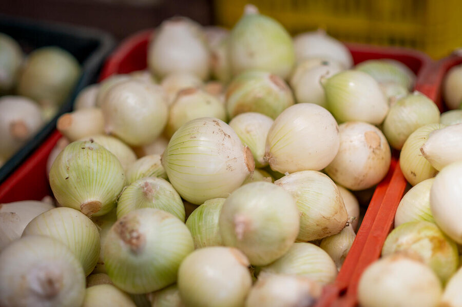 In the photo: fresh white onions ready to be bundled into packages by Heydi and her husband Alvaro at their home in the Chimaltenango Department, Guatemala.