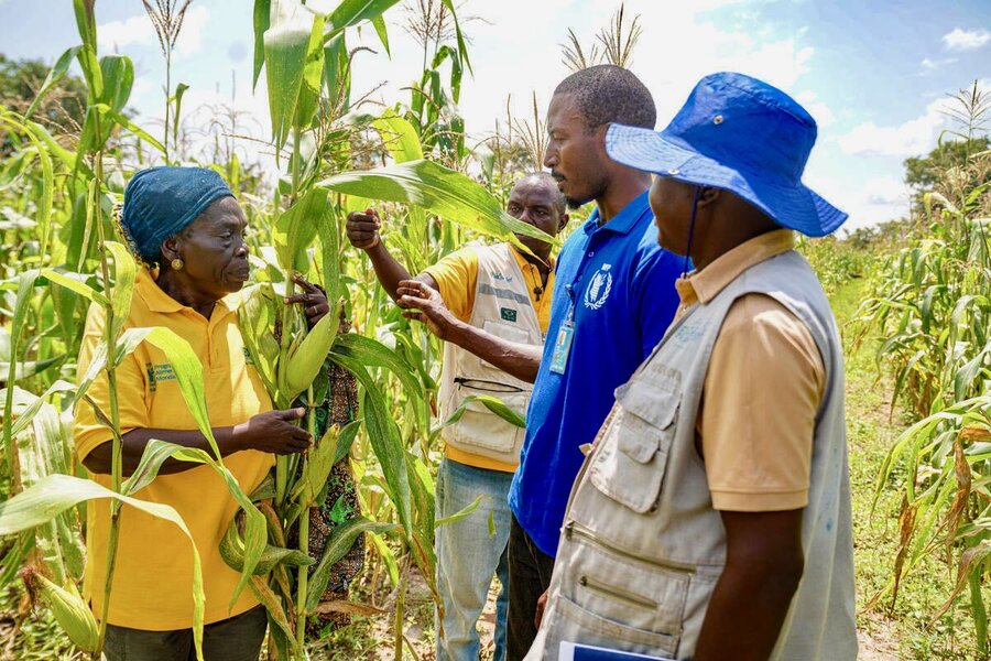 WFP employees check crops with Paoua's farmers, whose harvests partly go to feeding their children at school. Photo: WFP/Richard Mbouet