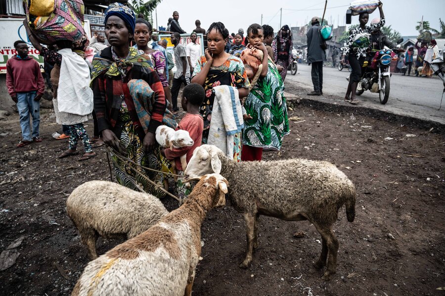 Evacuating people on the side of the road waiting with three lambs in the foreground